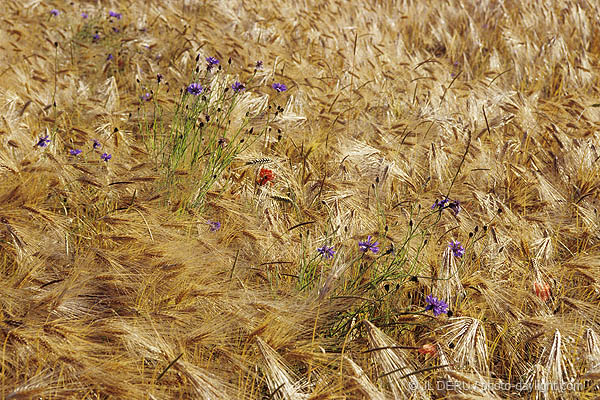 paysage